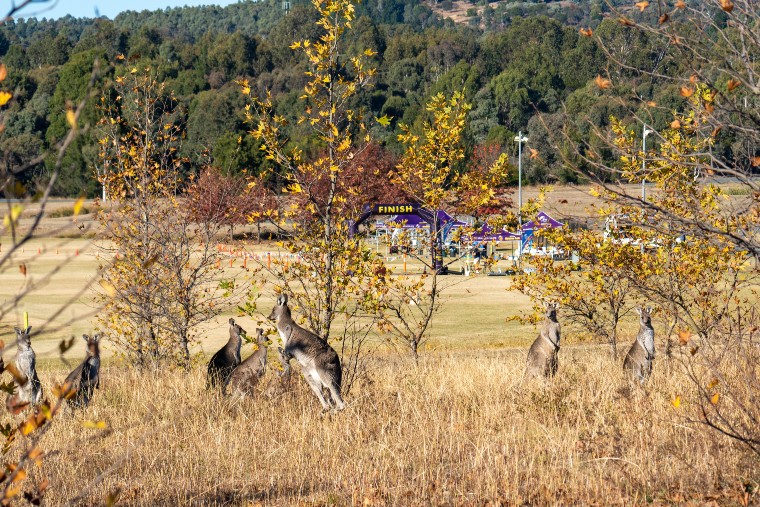 Sri Chinmoy Trail Series 2: "Stromlo Strides" 15.4km, 6.3km & 2km, Sunday 11 May 2025