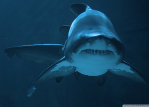 bull-shark_swim2.jpg