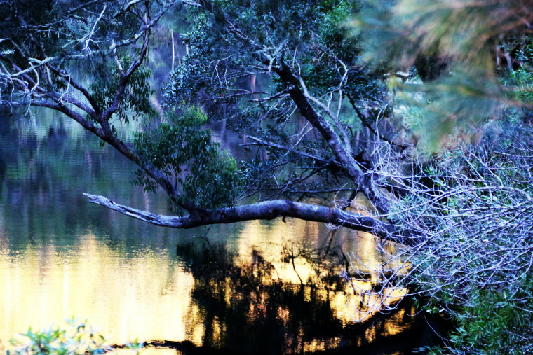 Sri Chinmoy Sydney Series 2018, race 3: Royal National Park Marathon, Half-Marathon, 10km & 5km Trail Runs, Sunday 6 May 2018